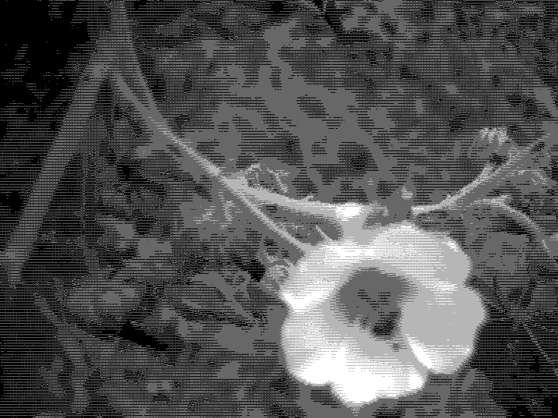 white flower in a bush of grey and black